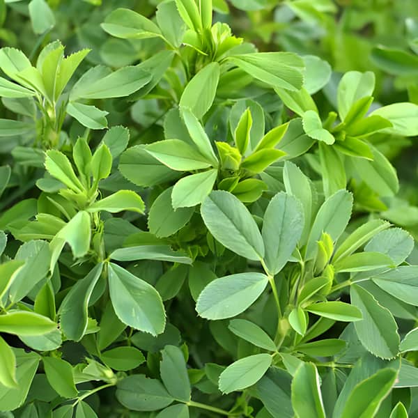 عکس یونجه